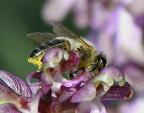 Réf. 248 693 : Apis mellifera
